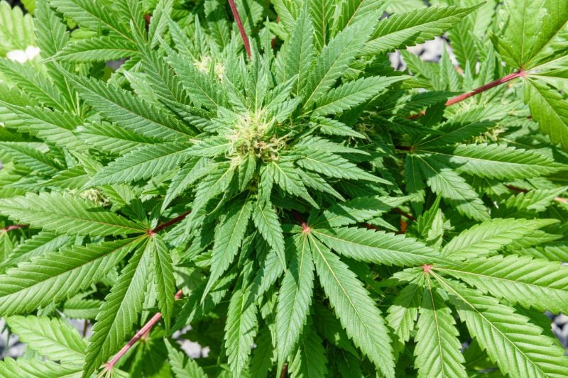 How Cannabusters Promotes Safety for Our Plants & Planet How Cannabusters Promotes Safety for Our Plants & Planet